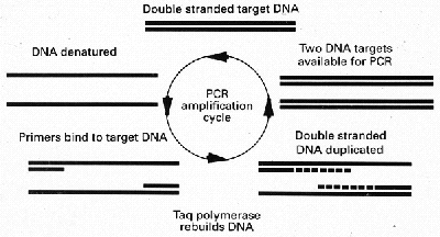 pdo5.gif (18949 bytes)