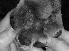 Photo of dog's paw showing saliva staining